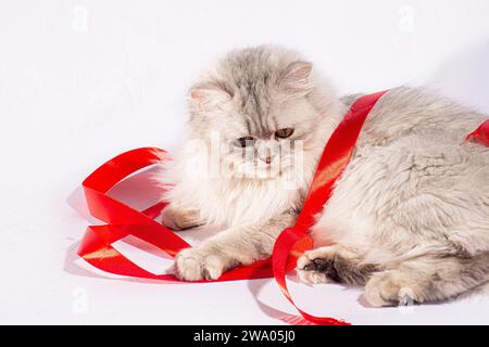 Our beautiful Persian kitten adds a touch of playfulness to its graceful demeanor as it engages with a delicate reed ribbon Stock Photo