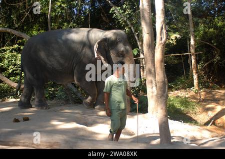 Kulen Elephant Forest, Elephant Sanctuary, Krong, Siem Reap, Cambodia. Stock Photo