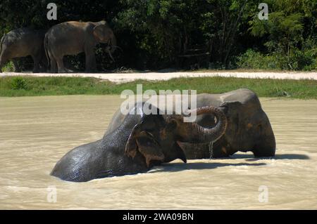Kulen Elephant Forest, Elephant Sanctuary, Krong, Siem Reap, Cambodia. Stock Photo
