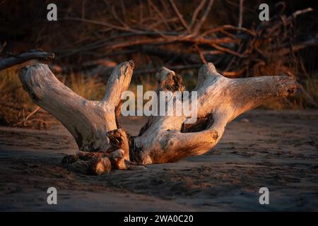 Driftwood on the sand at Cape Disappointment at sunset Stock Photo