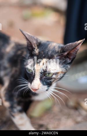 Cat with Green Eyes and Unique Fur Stock Photo