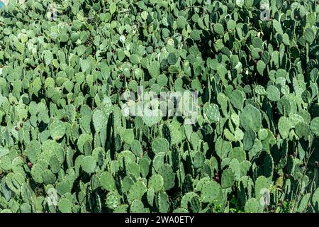 Opuntia ficus-indica, known, among other names, as nopal, fig tree, palera, penca, prickly pear Stock Photo
