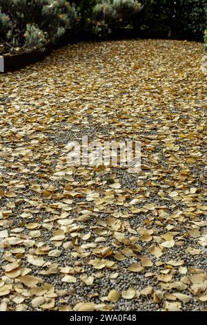 A gravel floor covered by a pile of yellow leaves freshly fallen from a tree Stock Photo