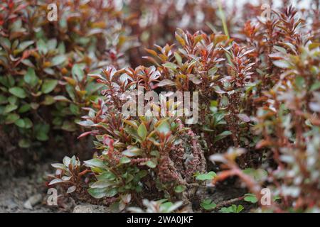 Alternanthera ficoidea (Also called Joseph's coat, Parrot leaf, Alternanthera tenella). This plant suitable to be used to protect soil against erosion Stock Photo