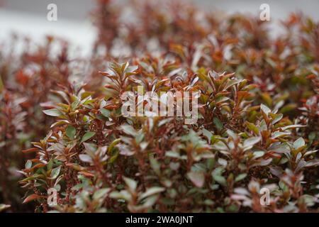 Alternanthera ficoidea (Also called Joseph's coat, Parrot leaf, Alternanthera tenella). This plant suitable to be used to protect soil against erosion Stock Photo