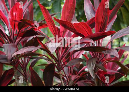 Cordyline fruticosa commonly called ti plant, palm lily, cabbage palm, good luck plant, Convallaria fruticosa L., Asparagus terminalis L and andong Stock Photo