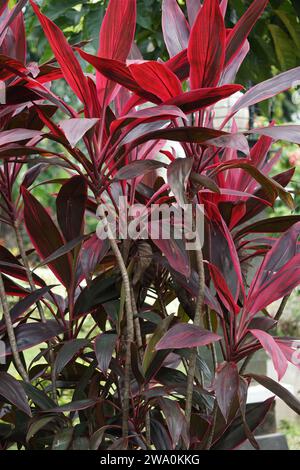 Cordyline fruticosa commonly called ti plant, palm lily, cabbage palm, good luck plant, Convallaria fruticosa L., Asparagus terminalis L and andong Stock Photo