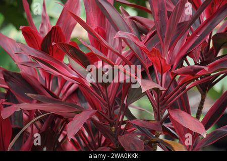 Cordyline fruticosa commonly called ti plant, palm lily, cabbage palm, good luck plant, Convallaria fruticosa L., Asparagus terminalis L and andong Stock Photo