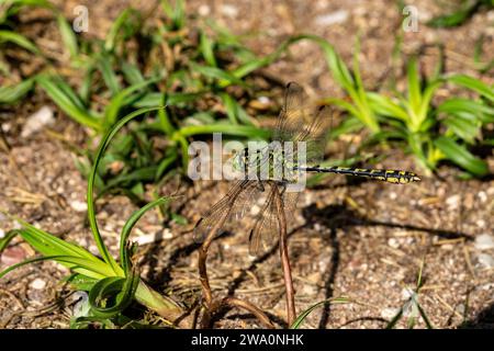 Ophiogomphus cecilia Family Gomphidae Genus Ophiogomphus Green snaketail Green gomphid Green club-tailed dragonfly wild nature insect wallpaper, pictu Stock Photo