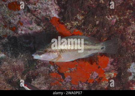 East atlantic peacock wrasse (Symphodus tinca), female, in the Mediterranean Sea near Hyères. Dive site Giens Peninsula, Provence Alpes Côte d'Azur, F Stock Photo