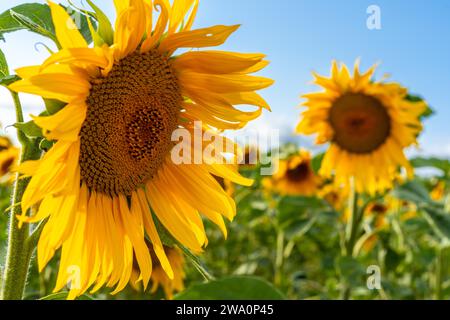 Summer landscape, detail of some sunflowers in a wonderful panoramic view of the sunflower field in summer Stock Photo