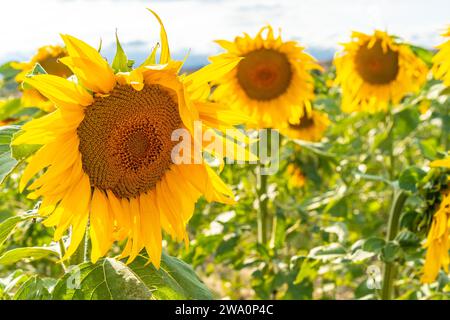 Detail of some sunflowers in a wonderful panoramic view of the sunflower field in summer Stock Photo