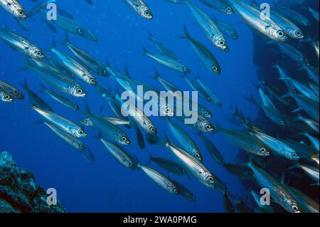Close-up of sardine shoal Shoal of Atlantic european pilchard (Sardina pilchardus), Atlantic Ocean, Eastern Atlantic, Macaronesian Archipelago, Macaro Stock Photo