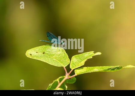 Calopteryx virgo Family Calopterygidae Genus Calopteryx Beautiful demoiselle dragonfly wild nature insect wallpaper, picture, photography Stock Photo