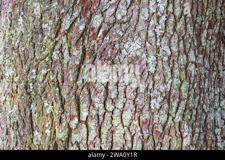 Nature's intricate artwork up close – the textured elegance of oak tree bark. Stock Photo