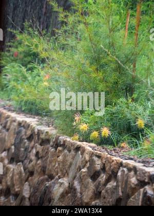 Grevillea Loopy Lou flowers and other Australian native plants in the rain in a raised garden bed above a rock wall Stock Photo