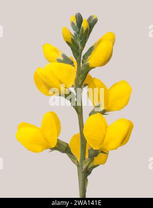 Golden Banner wildflowers (Thermopsis montana) Stock Photo