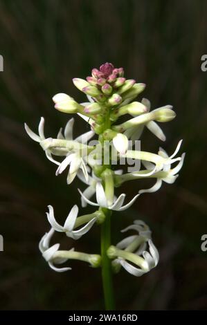 Creamy Candles (Stackhousia Monogyna) are very pretty, but hard to photograph. They have a flower spike which moves in the wind. Hochkins Ridge. Stock Photo