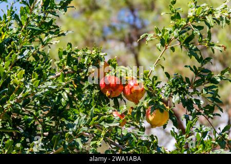 Ripe pomegranate fruits hanging on tree branches in the garden Stock Photo