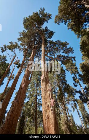 Old cypress trees (Cupressus sempervirens var. Fastigiata) grow in Fin Garden, the oldest (1590) existing Persian Garden in Iran. Kashan, Iran. Stock Photo