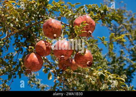 Branch of pomegranate tree (Punica granatum) bearing fruits. Kashan, Iran. Stock Photo