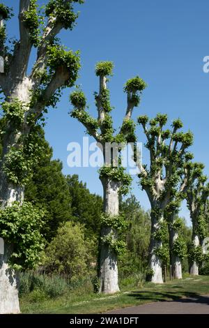 A row of pollarded plane trees along a road in France. Pollarding trees is a common practice in many European cities Stock Photo