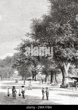 Avenue with trees in the city of Surakarta, Java island. Indonesia, Southeast. Six weeks in Java  1879 by Desire Charnay (1828 - 1915). Old 19th century engraving from Le Tour du Monde 1880 Stock Photo