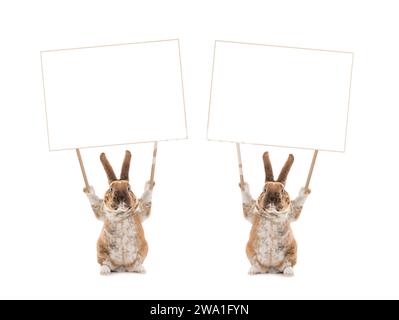 Cute bunny holding a blank white banner. Stock Photo