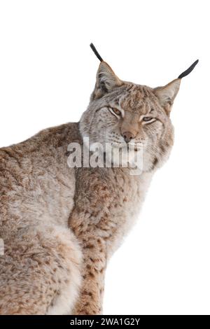 portrait carpathian lynx sitting on the snow isolated on a white background Stock Photo