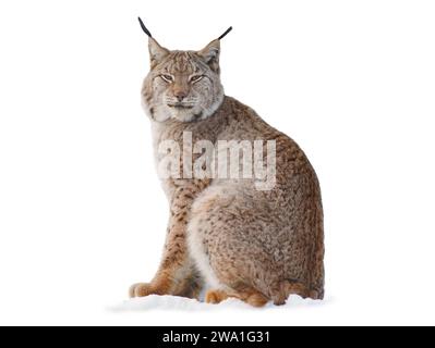 Carpathian lynx sitting on the snow isolated on a white background Stock Photo