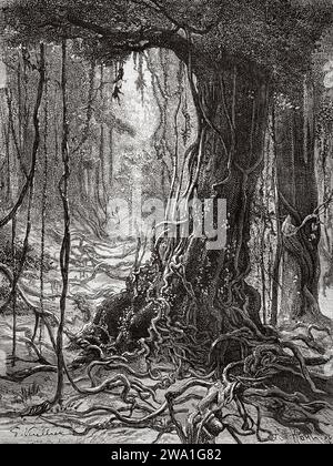 Panamanian rainforest. Tree forest with lianas, province of Darien, Republic of Panama. Central America. Explorations in the Isthmus of Panama and Darien 1876-1878 by Armand Reclus (1843 - 1927) Old 19th century engraving from Le Tour du Monde 1880 Stock Photo