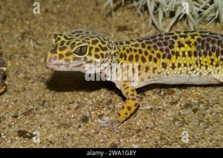 Detailed closeup on a colorful common leopard gecko, Eublepharis macularius in a terrarium Stock Photo