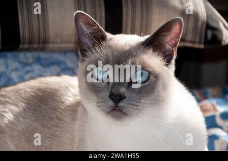 Portrait of a purebred, Tonkinese breed adult cat with classic dark face and deep blue eyes. Stock Photo