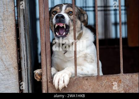 Angry mongrel dog in a cage at an animal shelter. Portrait of an angry dog barking into the camera through the grille Stock Photo
