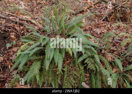 Natural closeup on the European evergreen, Hard fern, Blechnum spicant in a forest ditchside Stock Photo