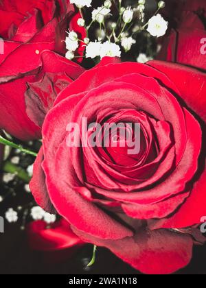 Close up of Red Roses and Baby's Breath Stock Photo