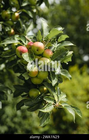 Cluster of apples on a tree branch in an apple orchard Stock Photo