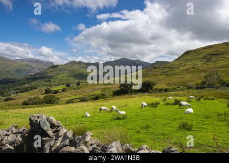 Sheep grazing on lush green mountain meadows in Snowdonia nation Stock Photo