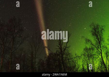 Steve and aurora shine through trees in Alaska Stock Photo