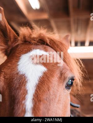 Close up of chestnut horse's eye and forehead indoors Stock Photo