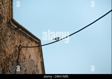 Low angle of pigeon sitting on power line connected to an old building Stock Photo