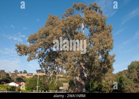 Guildford's Big Tree is an ancient River Red Gum (E. camaldulensis), standing 32m and likely between 500 to 1,000 years old Stock Photo