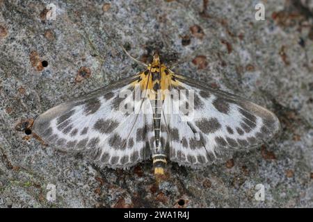 Detailed closeup on the colorful small magpie moth, Anania hortulata sitting on wood with spread wings Stock Photo