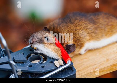 A dead house mouse (Mus musculus) caught in a typical traditional baited humane spring loaded bar mousetrap Stock Photo