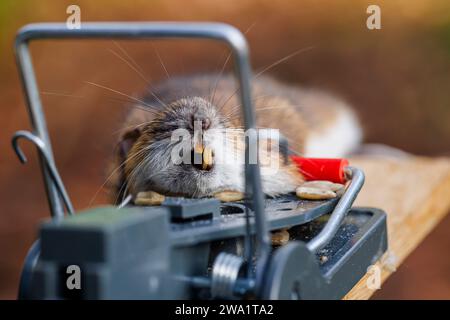 A dead house mouse (Mus musculus) caught in a typical traditional baited humane spring loaded bar mousetrap Stock Photo