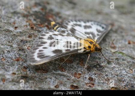 Detailed closeup on the colorful small magpie moth, Anania hortulata sitting on wood with spread wings Stock Photo