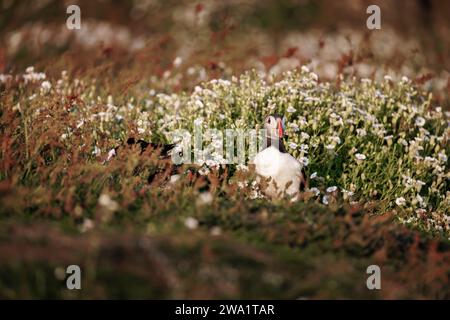 An Atlantic puffin (Fratercula arctica) standing in flowers on Skomer, an island off the Pembrokeshire coast in west Wales, known for its wildlife Stock Photo
