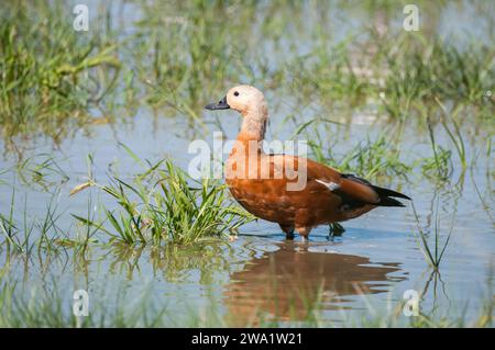 Ruddy shelduck, Tadorna ferruginea, Ebro Delta, Catalonia, Spain Stock Photo