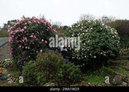 Man deadheading pink and white flowering Camellia trees in a garden in Cornwall in winter Stock Photo