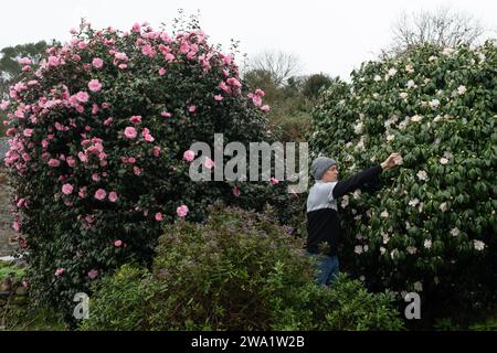 Man deadheading pink and white flowering Camellia trees in a garden in Cornwall in winter Stock Photo